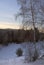 Birch on snow in winter - vertically