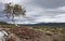 Birch on the Southern Kungsleden