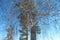 Birch with spreading branches near Lake Arakul