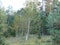 Birch, spruce, pine, mixed forest