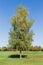 Birch standing separately on lawn on background of clear sky