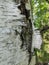 Birch structural bark on the background of a green forest.