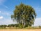 Birch at a stubble field