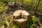 Birch stump in the forest