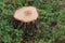 Birch stump in forest close up