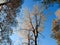 A birch surrounded by pines