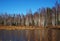Birch thicket in spring. Trees grow near a forest pond. Details