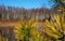 Birch thicket in spring. Trees grow near a forest pond. Details