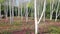 Birch is a thin-leaved deciduous hardwood tree of the genus Betula /ËˆbÉ›tjÊŠlÉ™/