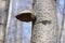 The birch tinder fungus is a fungus belonging to the genus Piptoporus of the family Fomitopsidaceae. It grows on the trunks of