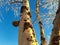 A birch tree affected by a chaga mushroom against a blue  sky