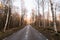 Birch tree alley by a country asphalt road