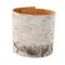 Birch tree bark