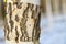 Birch tree bark woody plant texture