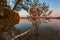 Birch tree bent over lake water