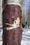 Birch tree without birchen bark