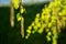 Birch tree blossom in spring on twig, April. Close up. Seasonal allergy.