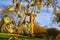 Birch Tree Blossoms Close Up