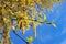 Birch Tree Blossoms in the Spring