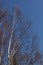 Birch tree branches on blue sky