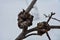 A birch tree with cancer .Suvel disease on a birch tree, close-up