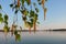 Birch tree catkins and fresh green leaves by the sea