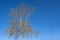 Birch tree with catkins and very young leaves in spring against a clear blue sky, beautiful nature but annoying for allergy