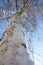 Birch tree. Closeup trunk and bare branches in blue sky