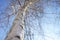 Birch tree. Closeup trunk and bare branches in blue sky. Sunny day