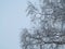 Birch Tree Crown in hoarfrost against a backdrop of a light blue, almost white winter sky. Geometric background of bushy thin