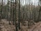 birch tree forest