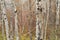Birch tree forest in Autumn in Assiniboine Forest, Winnipeg, Manitoba