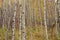 Birch tree forest in Autumn in Assiniboine Forest, Winnipeg, Manitoba