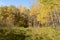 Birch tree forest in Autumn in Assiniboine Forest, Winnipeg, Manitoba