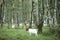 Birch tree forest with goats and she