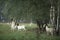 Birch tree forest with goats and sheep