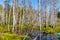 Birch tree forest by a marsh