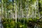 Birch tree forest by a marsh