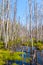 Birch tree forest by a marsh