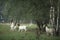 Birch tree forest with sheep and goats