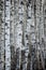 Birch Tree Forest At Spring, Large Detailed Vertical Background Closeup