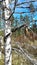 Birch tree forest tree lichen, silver birch