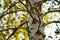 Birch tree with green and yellow leaves grow in autumn garden. Closeup trunk and branches