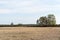 Birch tree grove in a plain barren grassland