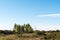 Birch tree grove in a plain grassland with junipers