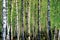 Birch tree grove at spring, large detailed horizontal sunny forest background, young birches pattern