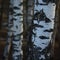 Birch Tree Grove Trunks Bark Closeup Background, Large Detailed Vertical Birches March Landscape Scene, Rural Early Spring Season