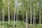 Birch tree grove with white trunks