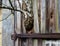Birch tree, growing trough an old door