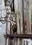 Birch tree, growing trough an old door